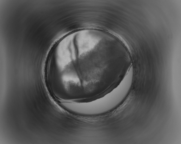 X0000086800995200705111831