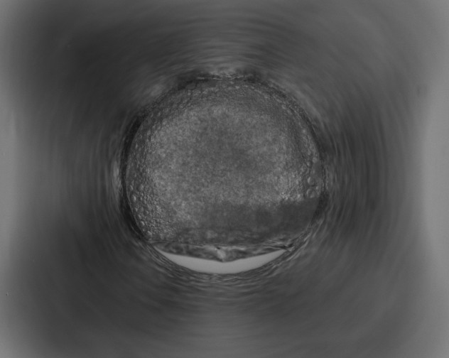 X0000086801106200705111829