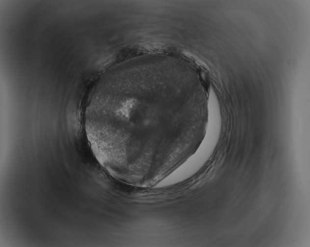 X0000086801156200705111829