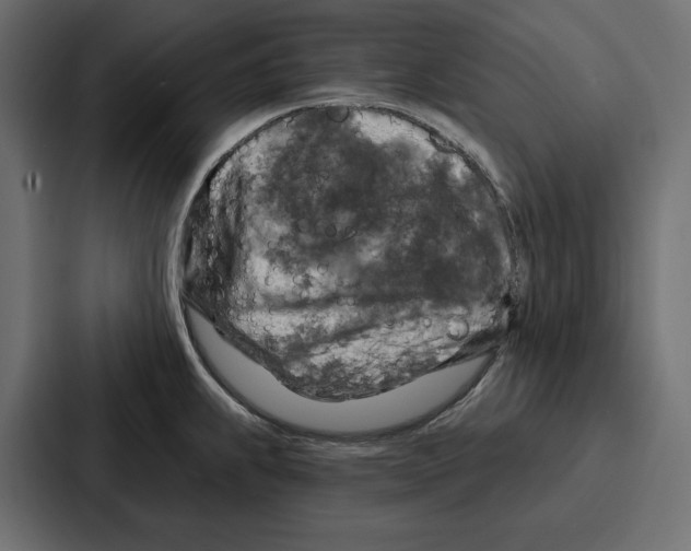 X0000086801239200705111829