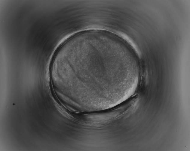 X0000086801372200705111827