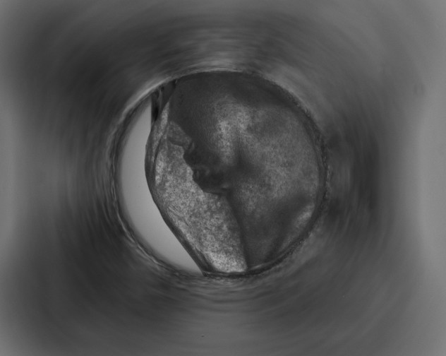 X0000086801450200705111826