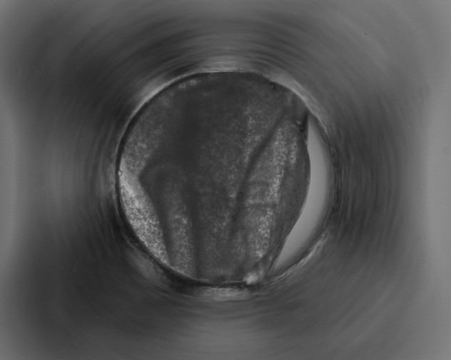 X0000086801465200705111825