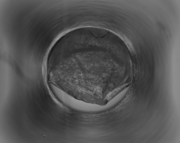 X0000086801515200705111825