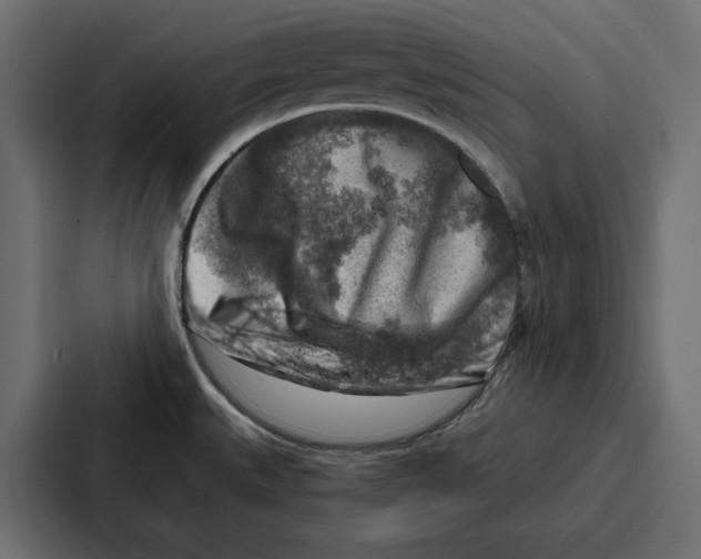 X0000086801527200705111825