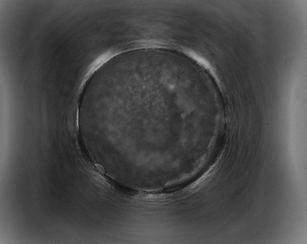 X0000086881365200704161211