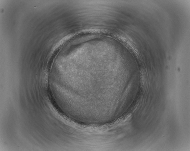 X0000086880016200704231114