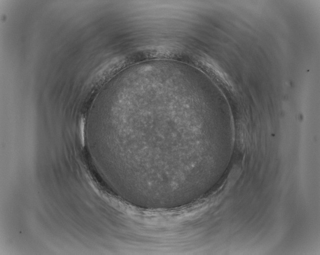 X0000086880022200704231114