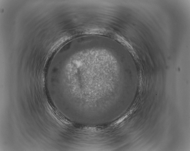 X0000086880298200704231110