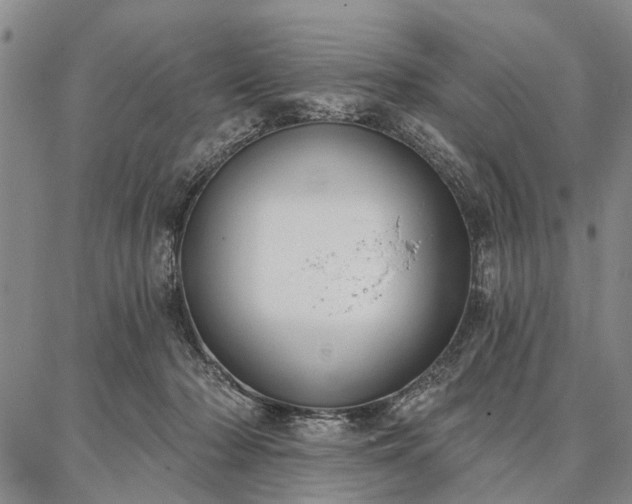 X0000086880318200704231109