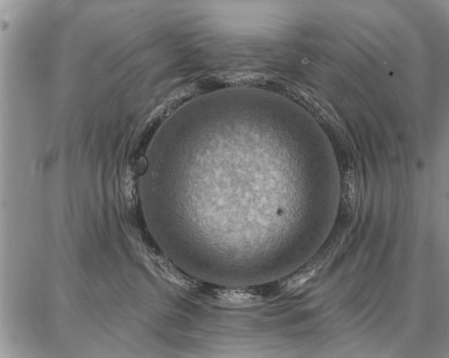 X0000086880380200704231109