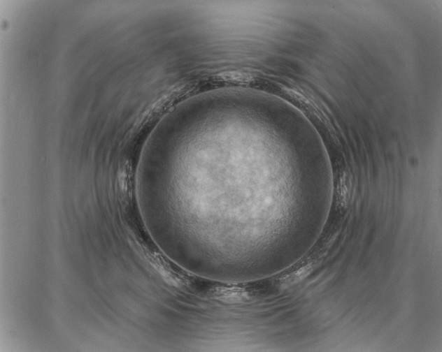 X0000086880424200704231108