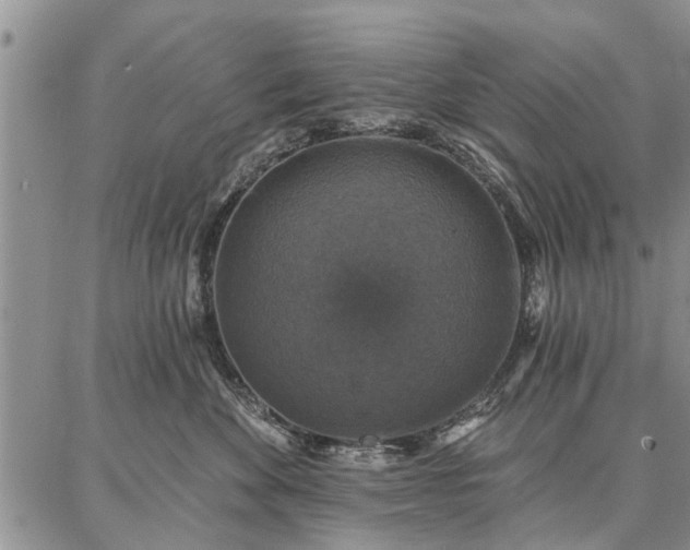 X0000086880524200704231106