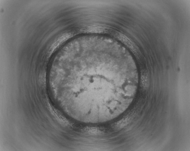 X0000086880534200704231105