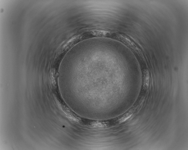 X0000086880616200704231104