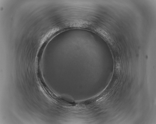 X0000086880678200704231103