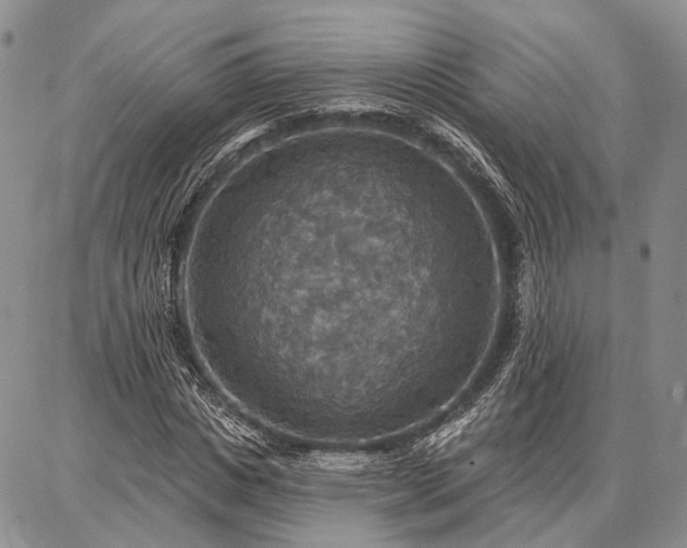 X0000086880825200704231100