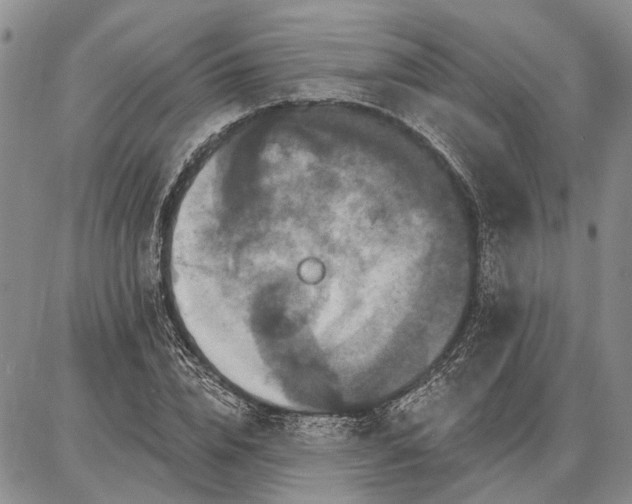 X0000086880832200704231101