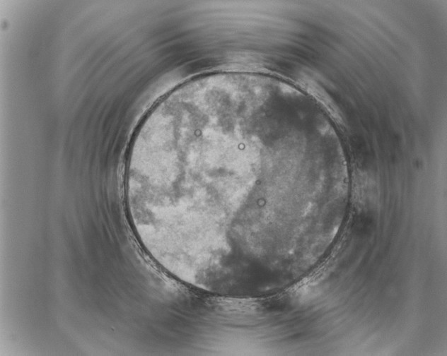 X0000086880856200704231101