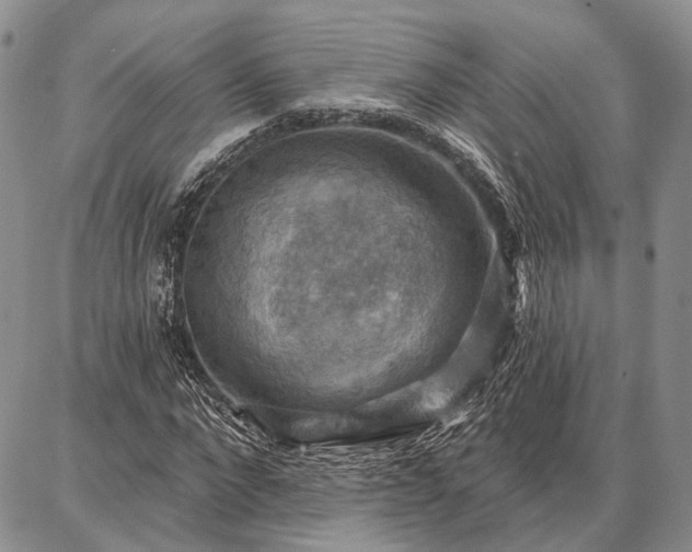 X0000086880872200704231100