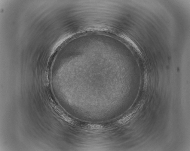 X0000086880878200704231100