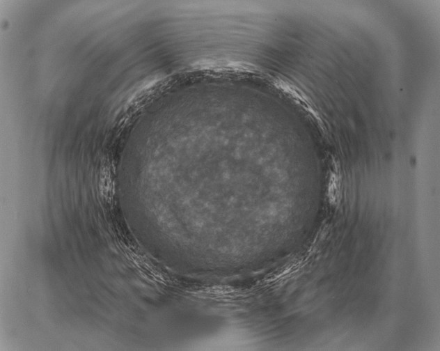 X0000086880966200704231059