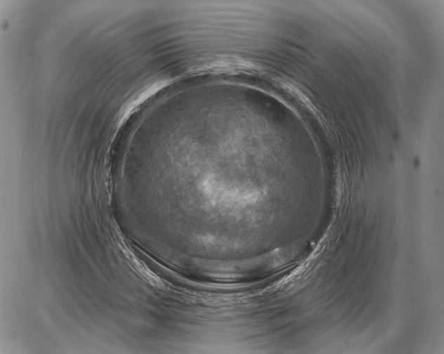 X0000086881018200704231057