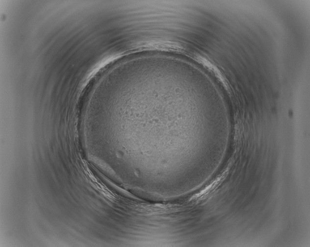 X0000086881019200704231057