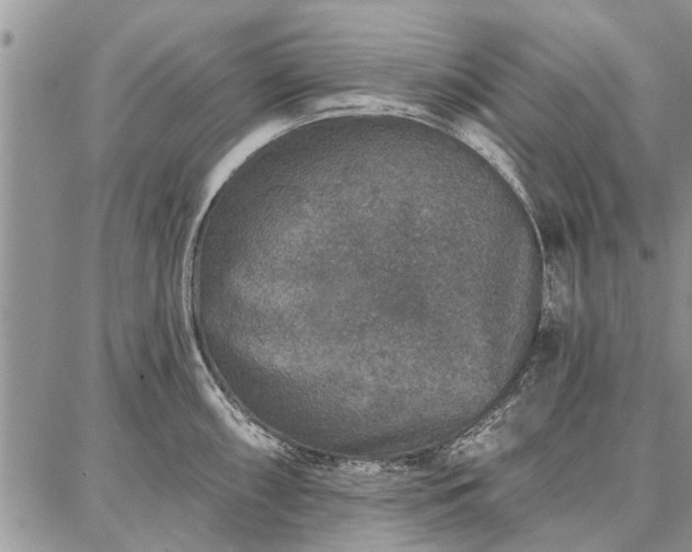 X0000086881098200704231057