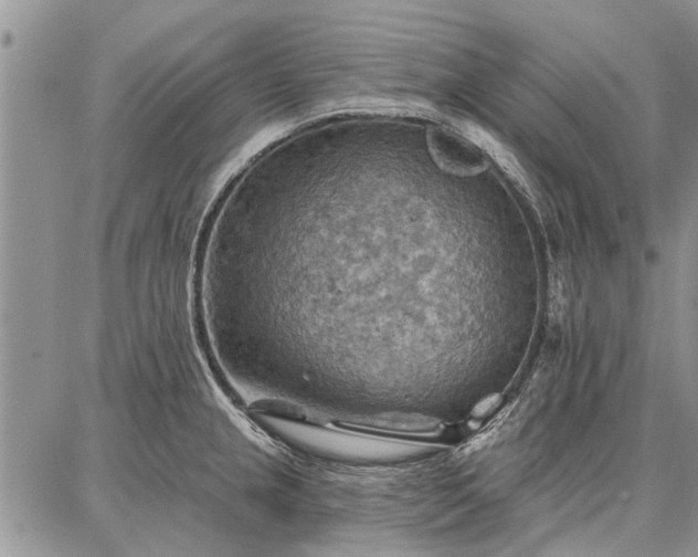 X0000086881237200704231055