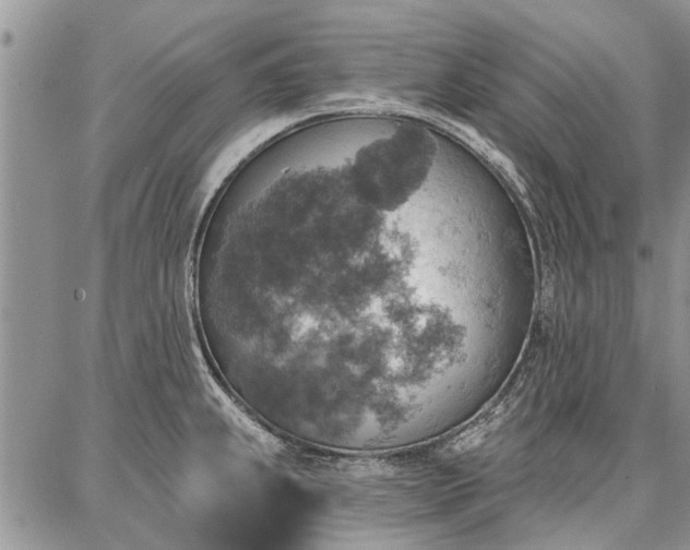 X0000086881239200704231055