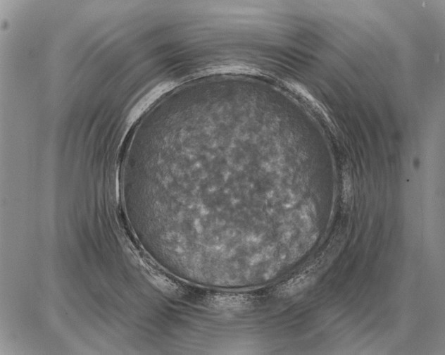 X0000086881274200704231054