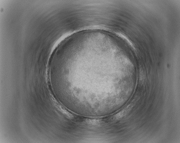 X0000086881278200704231054