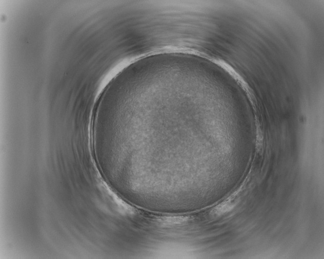 X0000086881294200704231053