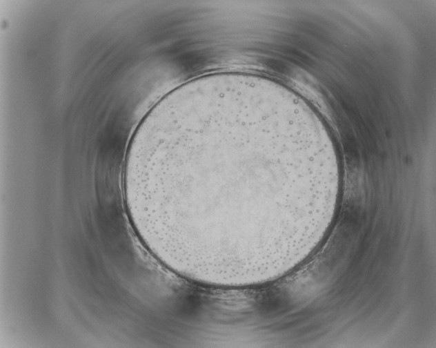 X0000086881338200704231053