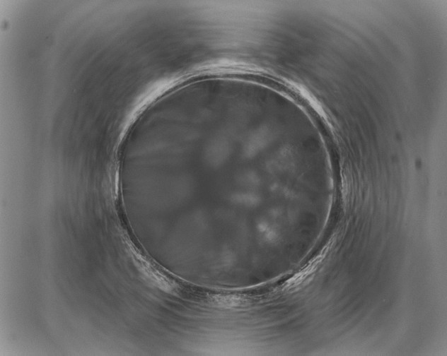 X0000086881413200704231051