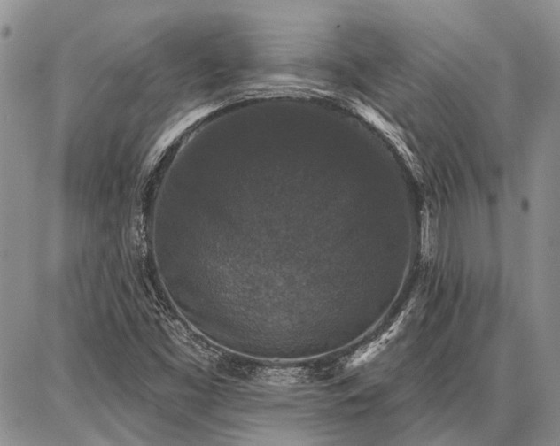 X0000086881453200704231051