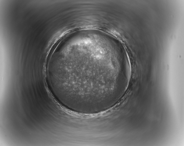 X0000086880002200704300946