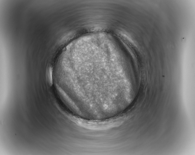 X0000086880022200704300946