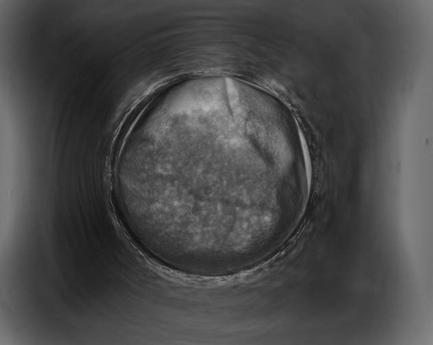 X0000086880002200705071212