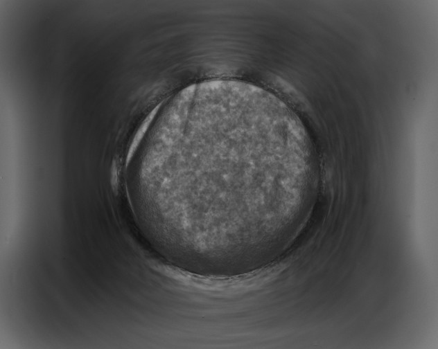 X0000086880026200705071211