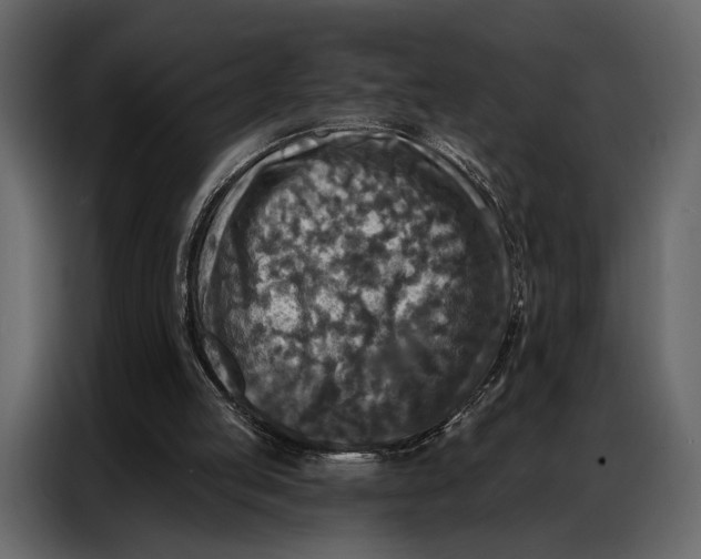 X0000086880053200705071210