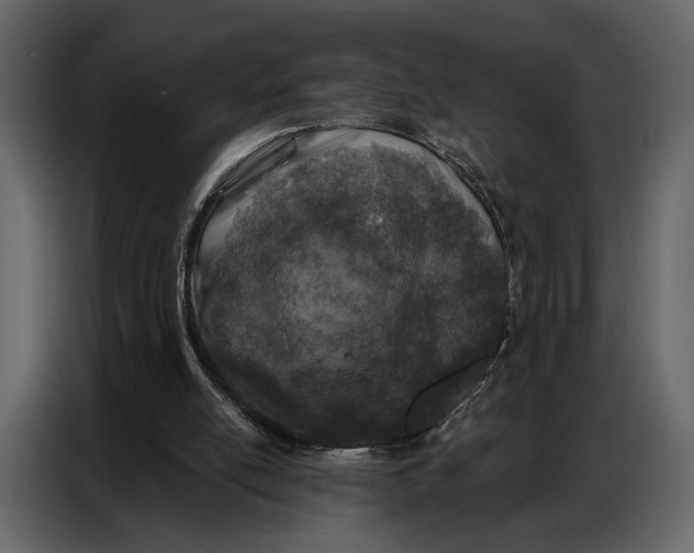 X0000086880054200705071210