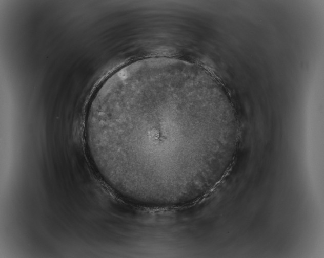 X0000086880146200705071209