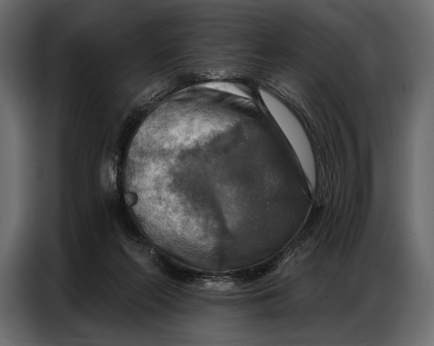 X0000086880214200705071209