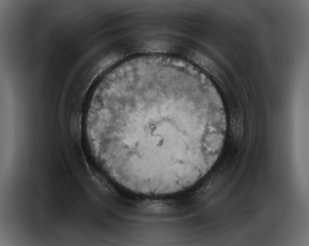 X0000086880534200705071204