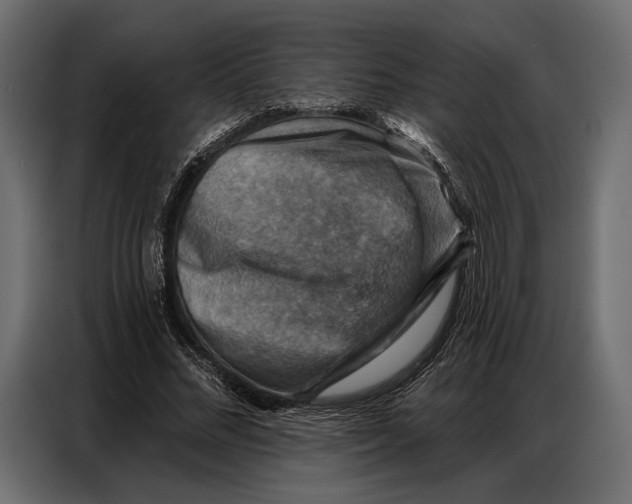 X0000086880684200705071202