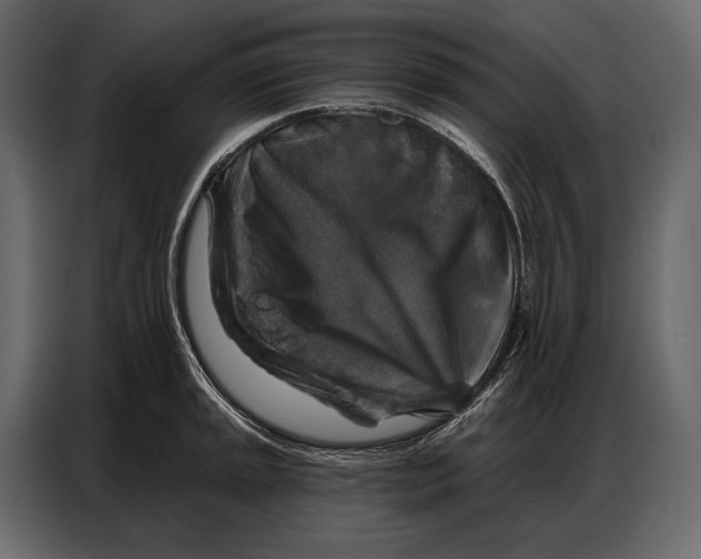 X0000086881045200705071157