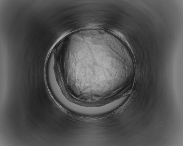 X0000086881235200705071155