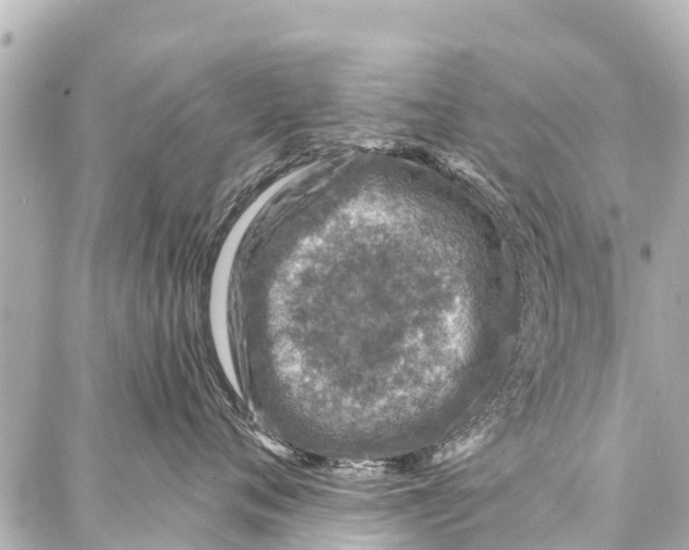 X0000086880720200705141410